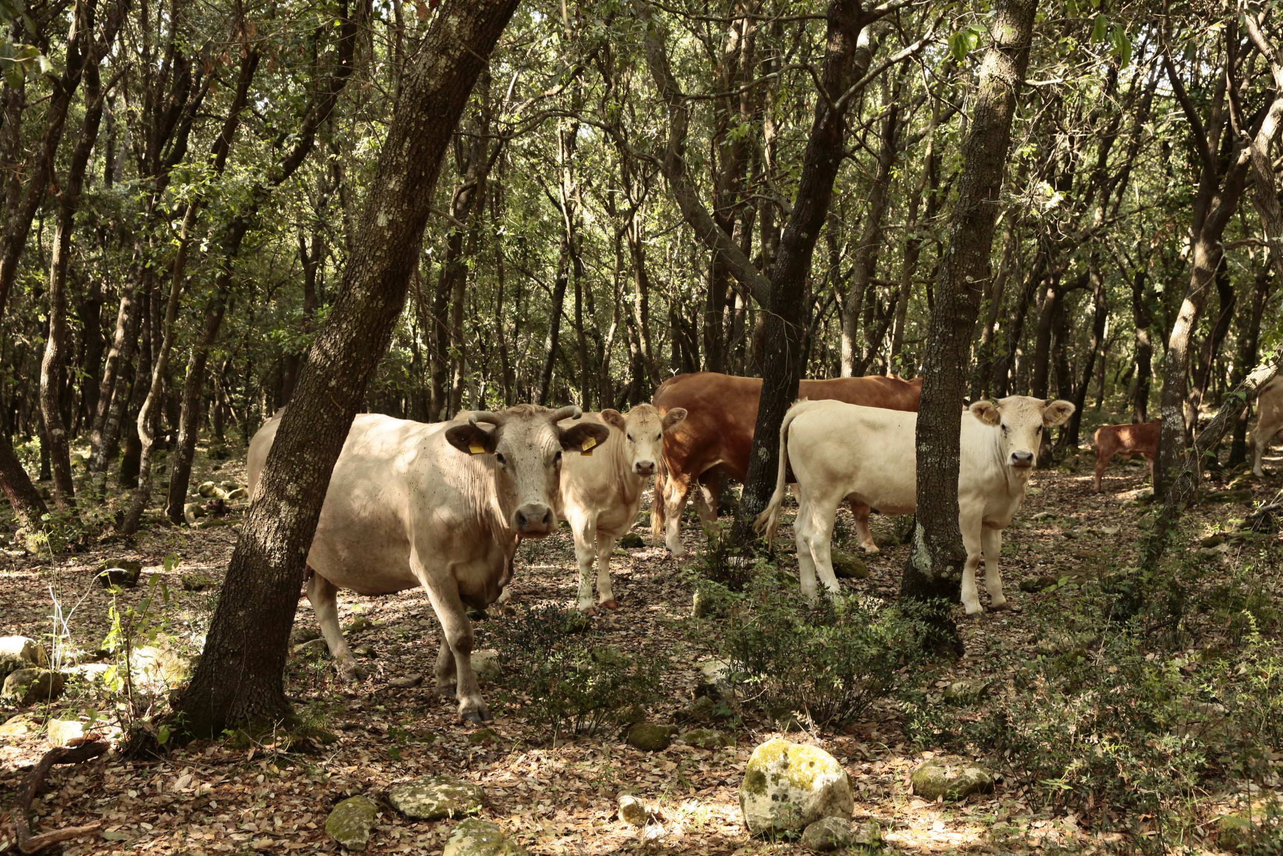 allevamento allo stato brado, con vitelli nel bosco